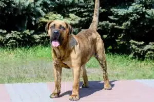 Подробнее о статье Заводчик Presa Canario