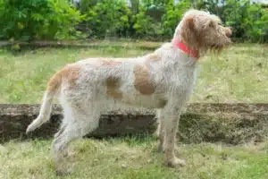 Подробнее о статье Заводчик Spinone Italiano