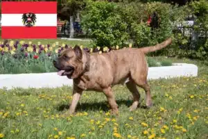 Подробнее о статье Заводчики и щенки Presa Canario в Австрии