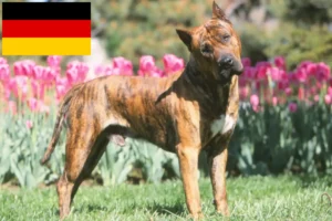 Подробнее о статье Заводчики и щенки Presa Canario в Германии