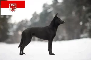 Подробнее о статье Австралийские кельпи заводчики и щенки в Бранденбург