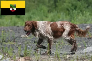 Подробнее о статье Заводчики и щенки бретонов Epagneul в Саксонии-Анхальт