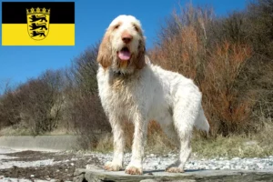 Подробнее о статье Заводчики и щенки Spinone Italiano в Баден-Вюртемберге