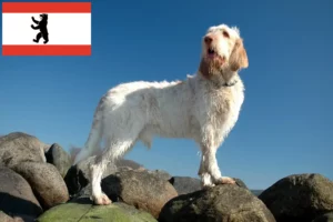 Подробнее о статье Заводчики и щенки Spinone Italiano в Берлине