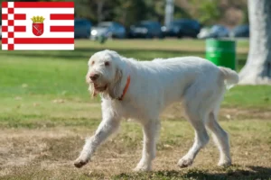 Подробнее о статье Заводчики и щенки Spinone Italiano в Бремене