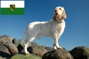 Подробнее о статье Заводчики и щенки Spinone Italiano в Саксонии