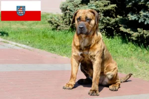 Подробнее о статье Заводчики и щенки Presa Canario в Тюрингии